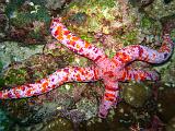 Isla del Coco - 24